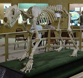 American Lion skeleton