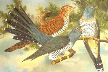 Common Cuckoo pic