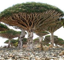 Dragon's Blood Tree of Socotra - a source of myrrh