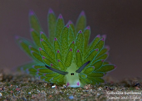 a nudibranch, Costasiella kuroshimae