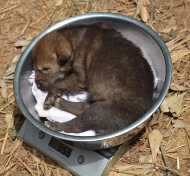 Red wolf pups weigh about a pound at birth.jpg