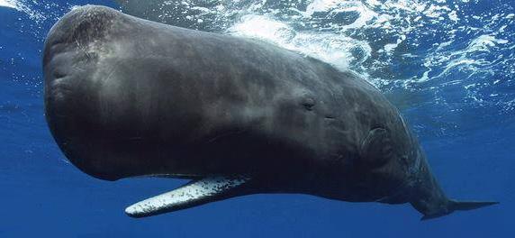Sperm Whale swimming