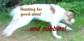 Hunting for good sites (dog chasing rabbit)