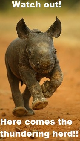 galloping_baby_rhino.jpg