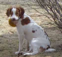 American Brittany puppy with squeaky ball