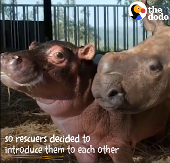 Hippo and rhino babies