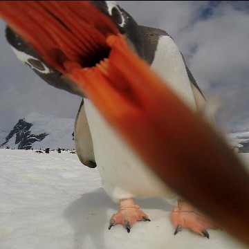 Penguin's tongue