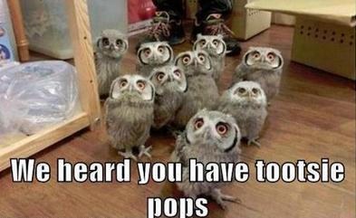 A bunch of baby owls