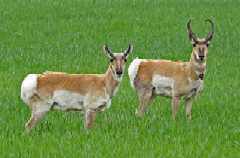 Female and male pronghorns