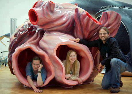 model of blue whale heart