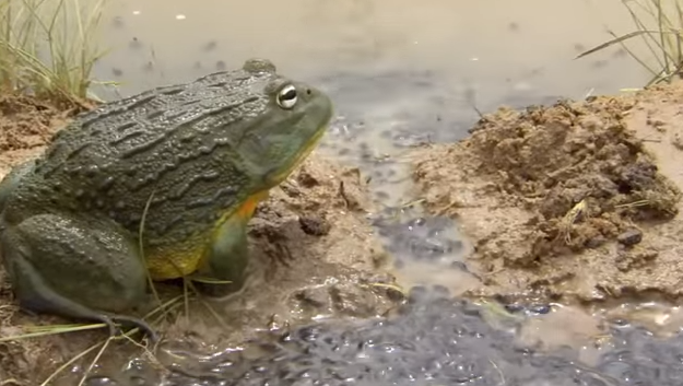 Bullfrog pretect tadpoles