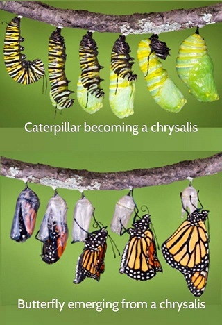 Catterpillar to chrysalis to butterfly in 10 photos