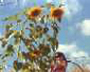 Sunflowers & Julia