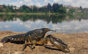 Marbled-Crayfish.jpg