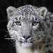 Snow Leopard face