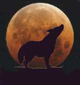 Coyote silhouetted in front of orange full moon