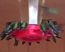 Hummingbirds at feeders