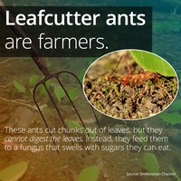 leafcutter ants.png