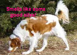 Photo of dog sniffing. "Smells like some good sites!"