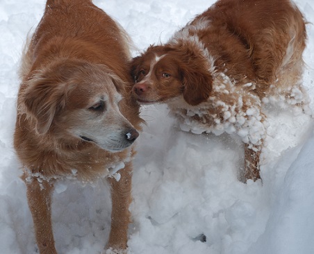 Snow Pups