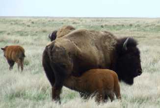 Suckling bison calf