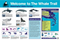 whale-trail-250x167.png