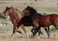Mustangs running at Black Hills Wild Horse Sanctuary